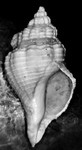 Cantharus sp.