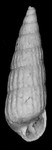 Pyrgiscus sp. 2